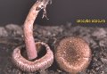 Inocybe obscura-amf1044